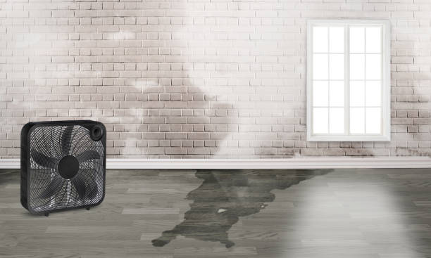 Best 24-hour water damage restoration  in Round Rock, TX